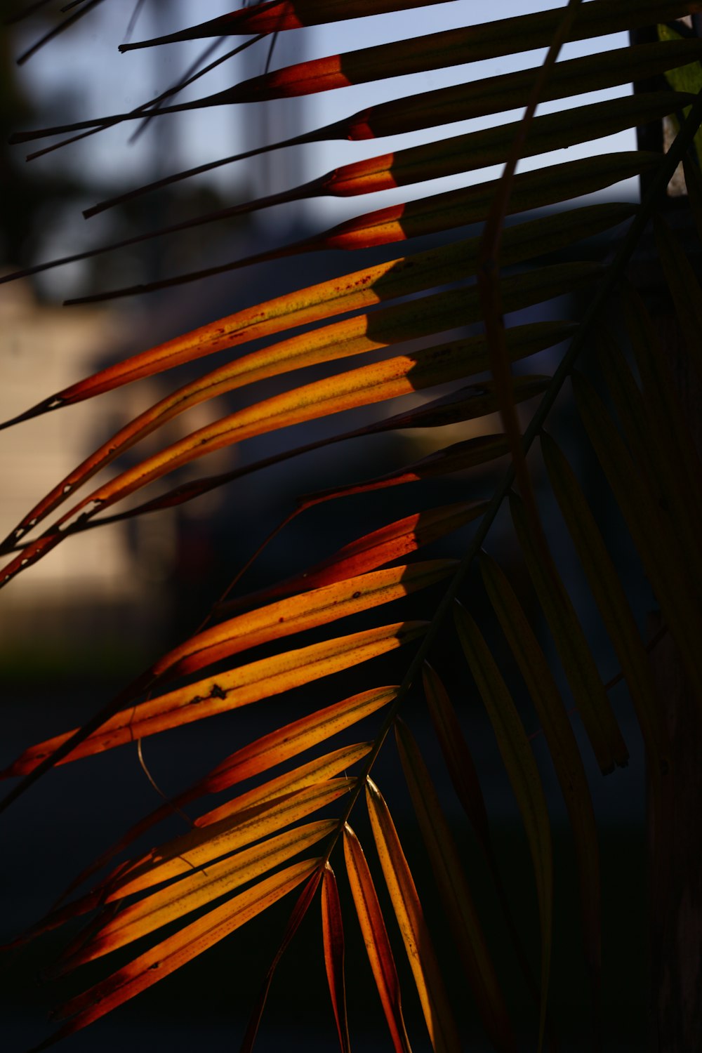 a close up of a leaf with a building in the background