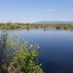 A serene lake reflecting the clear blue sky, surrounded by lush greenery.