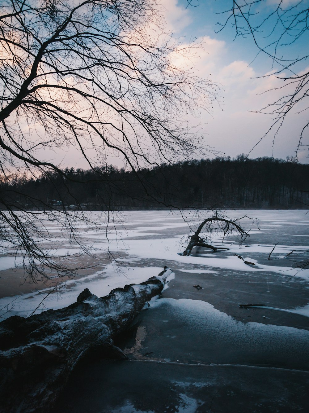 a frozen lake with a tree branch sticking out of it