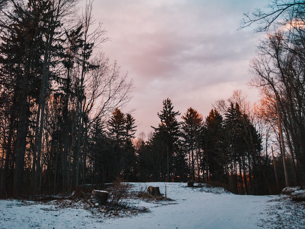 a snow covered field with trees and a bench