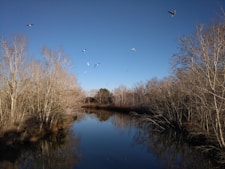 A tranquil river scene with birds flying overhead.