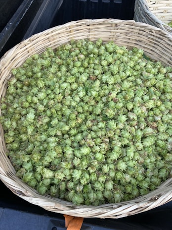 A woven basket filled with a large quantity of fresh green hops resting on a dark surface. The hops are small, cone-shaped, and densely packed within the basket. Another basket is partially visible in the background.