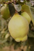 A close-up image of a pale yellow quince hanging from a branch with green leaves in the background. The quince has a slightly fuzzy texture and is prominently displayed in the foreground, with soft focus on the surrounding leaves and branches.