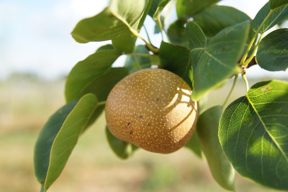 a close up of a fruit on a tree
