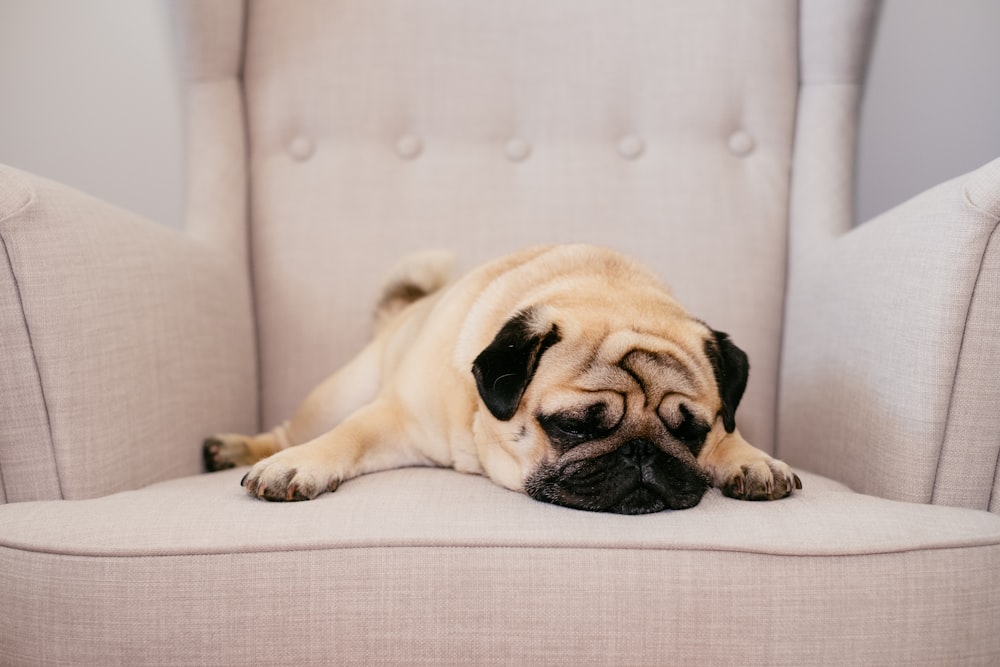 a small pug dog laying on top of a white chair