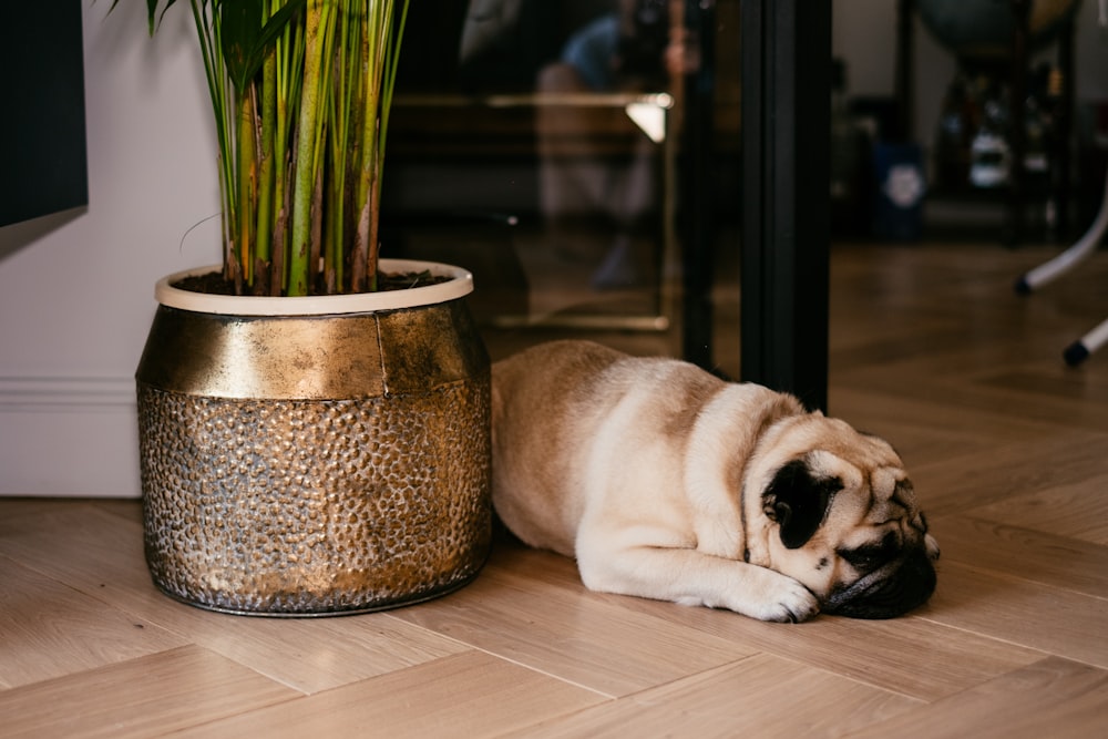 a dog laying on the floor next to a potted plant