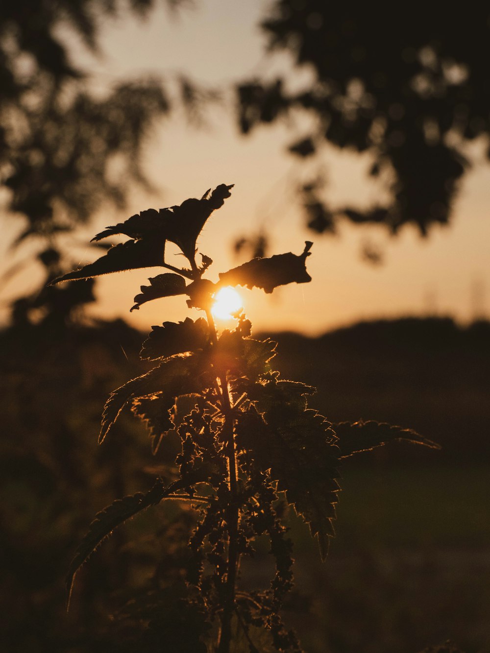 the sun is setting behind a leafy plant
