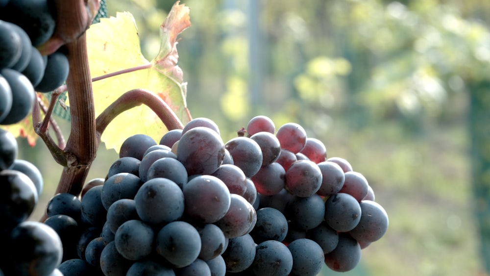 a bunch of grapes hanging from a vine