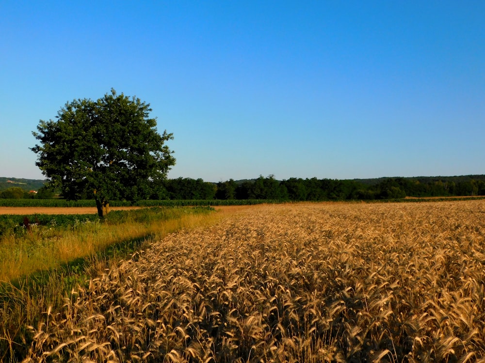 a large field of wheat with a lone tree in the distance