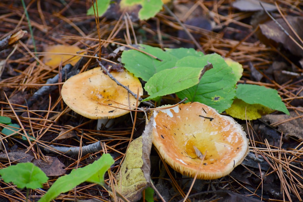 a couple of mushrooms that are on the ground