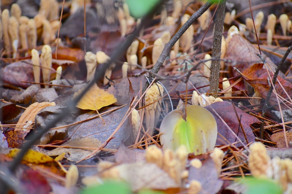 a bunch of leaves that are on the ground