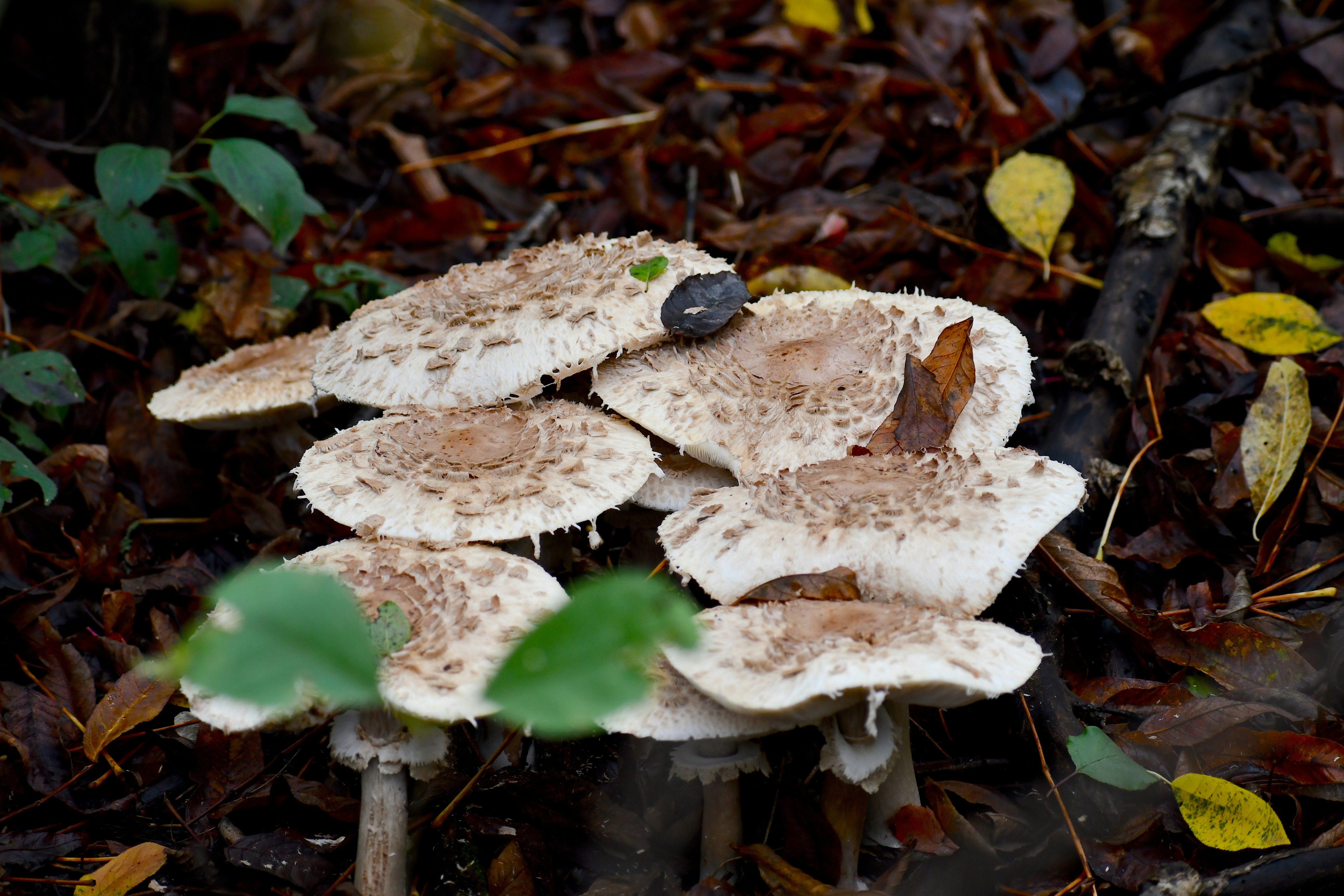 국민연금 소득대체율 계산 방법과 실제 예시