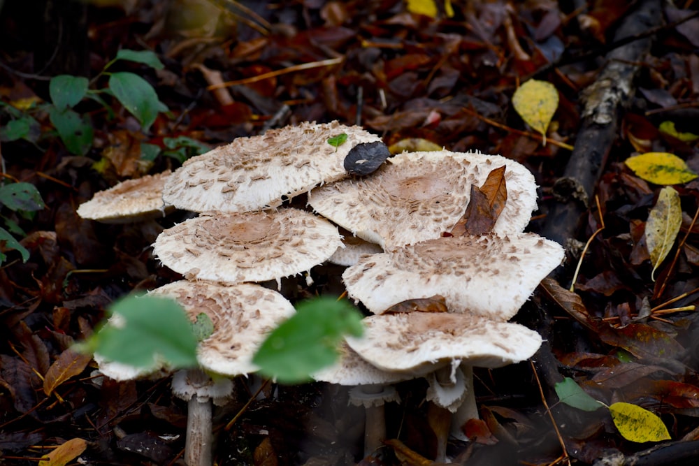 a group of mushrooms that are on the ground