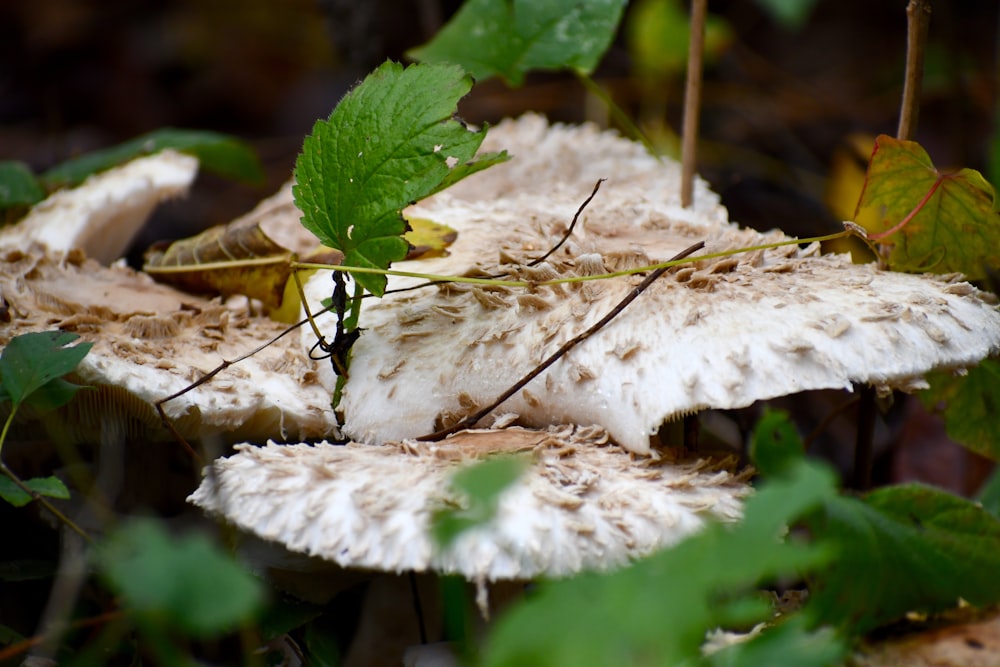 a close up of a group of mushrooms and leaves