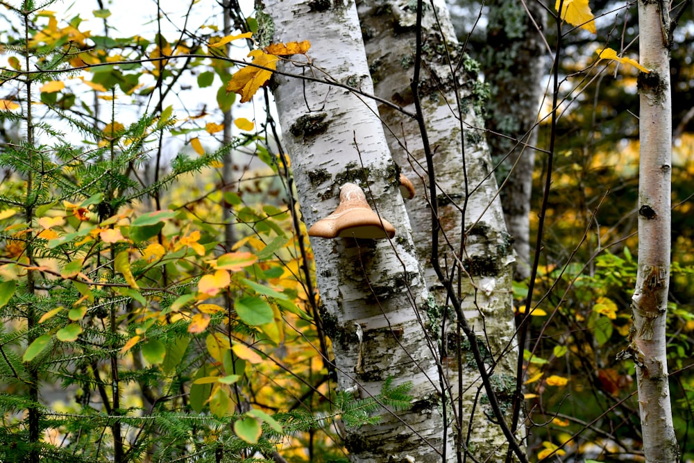 un hongo en un árbol en un bosque
