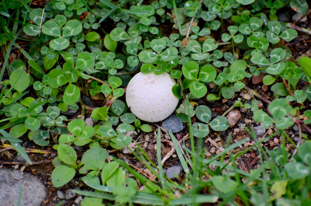 a white ball sitting on top of a patch of grass