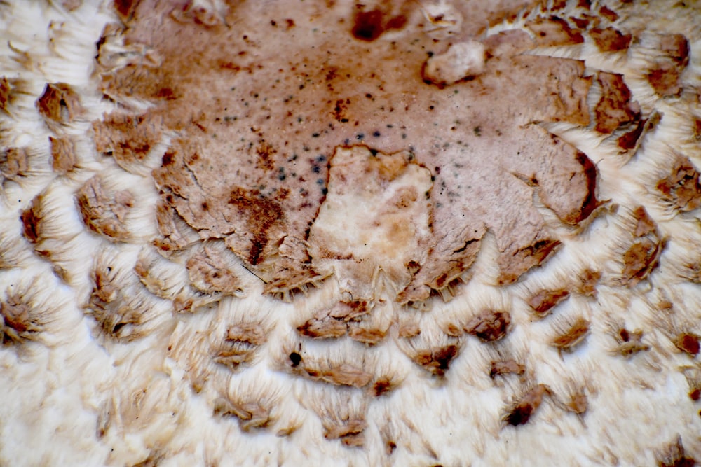 a close up of a brown and white animal fur