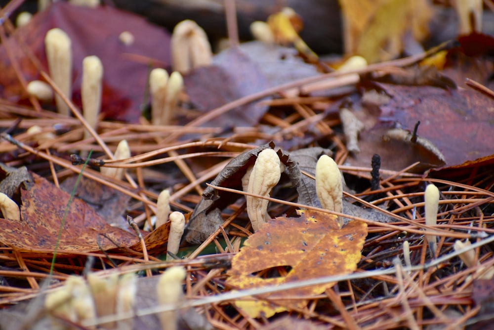 a group of small mushrooms growing out of the ground