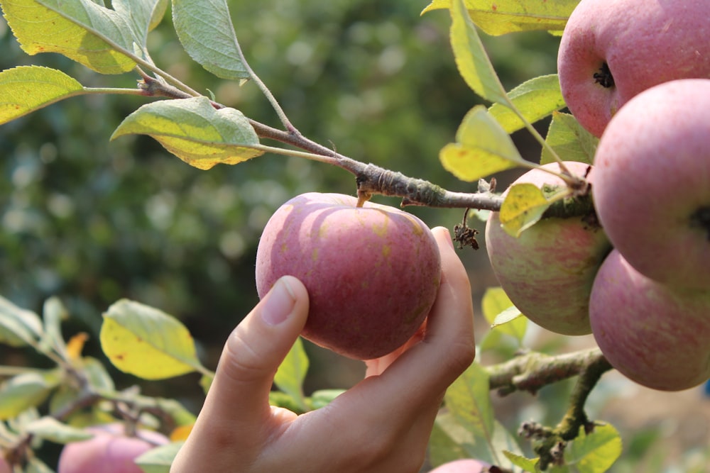 a person picking an apple from a tree