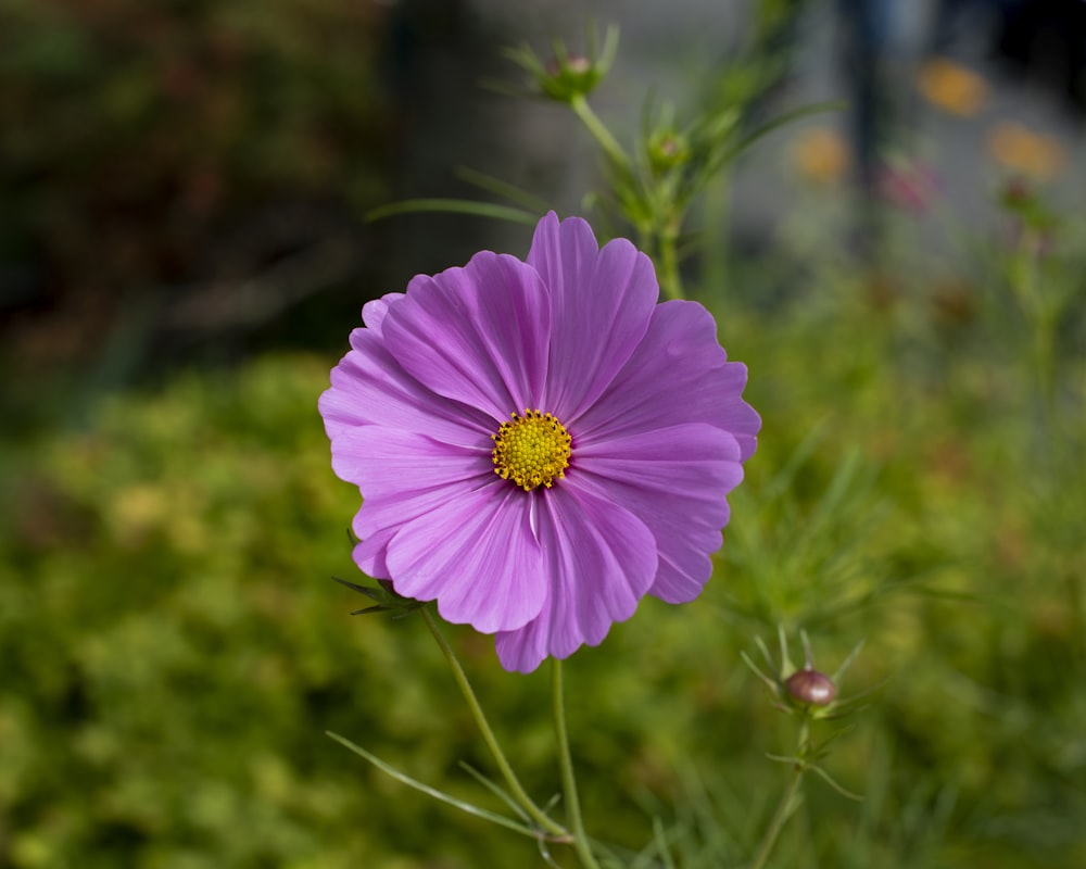 a purple flower with a yellow center in a field