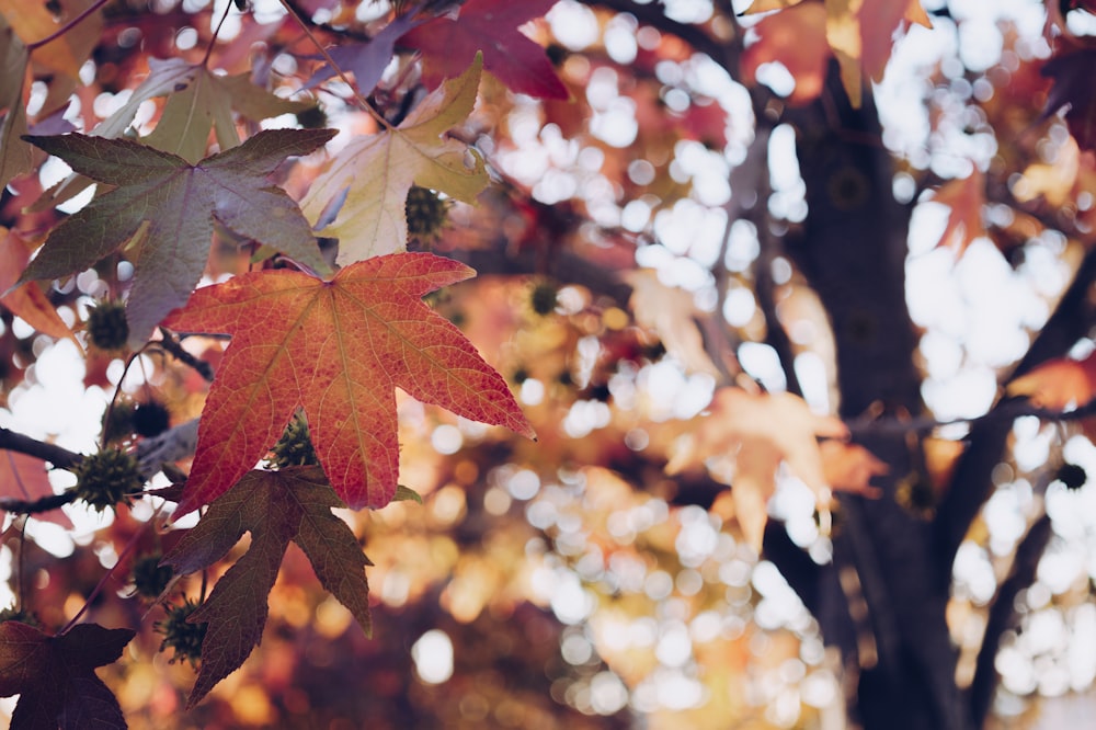 a tree that has some leaves on it