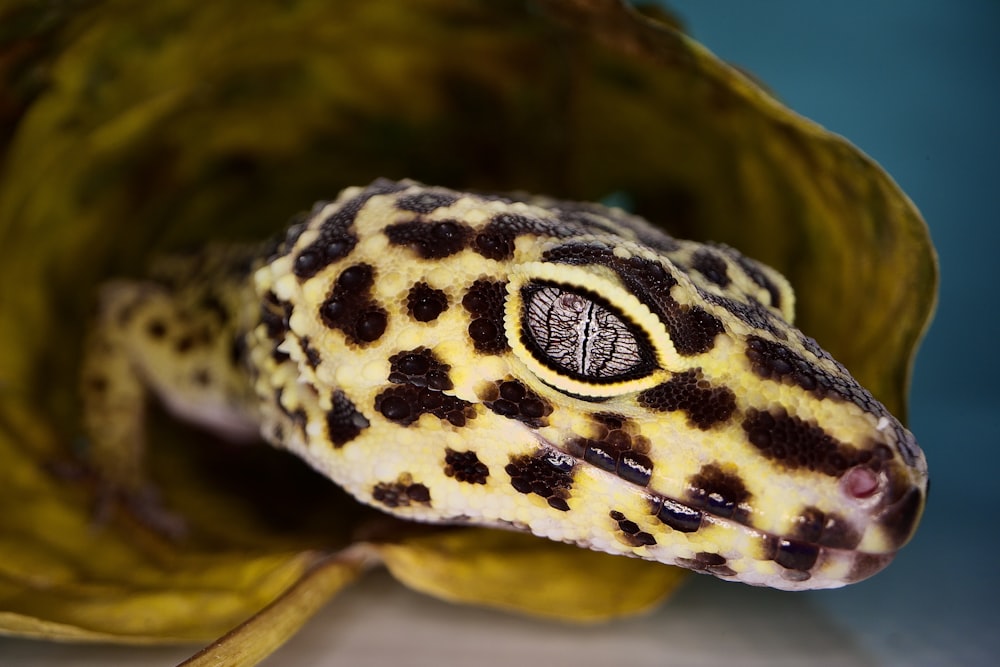 a close up of a leopard gecko on a plant
