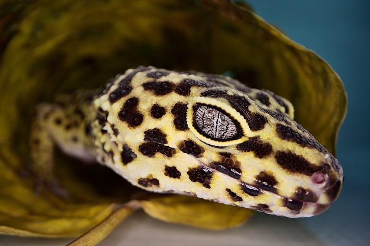 The eye of a snake