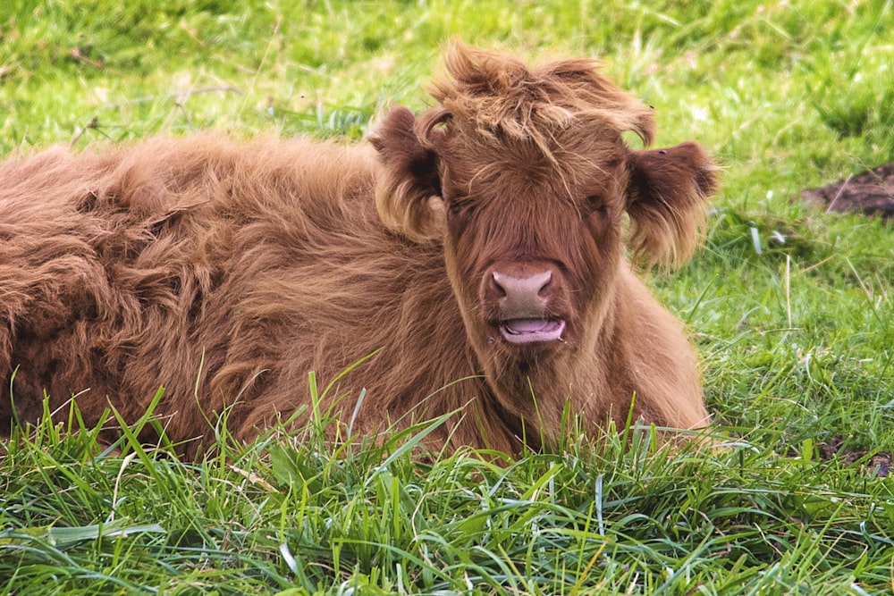 a brown cow laying on top of a lush green field