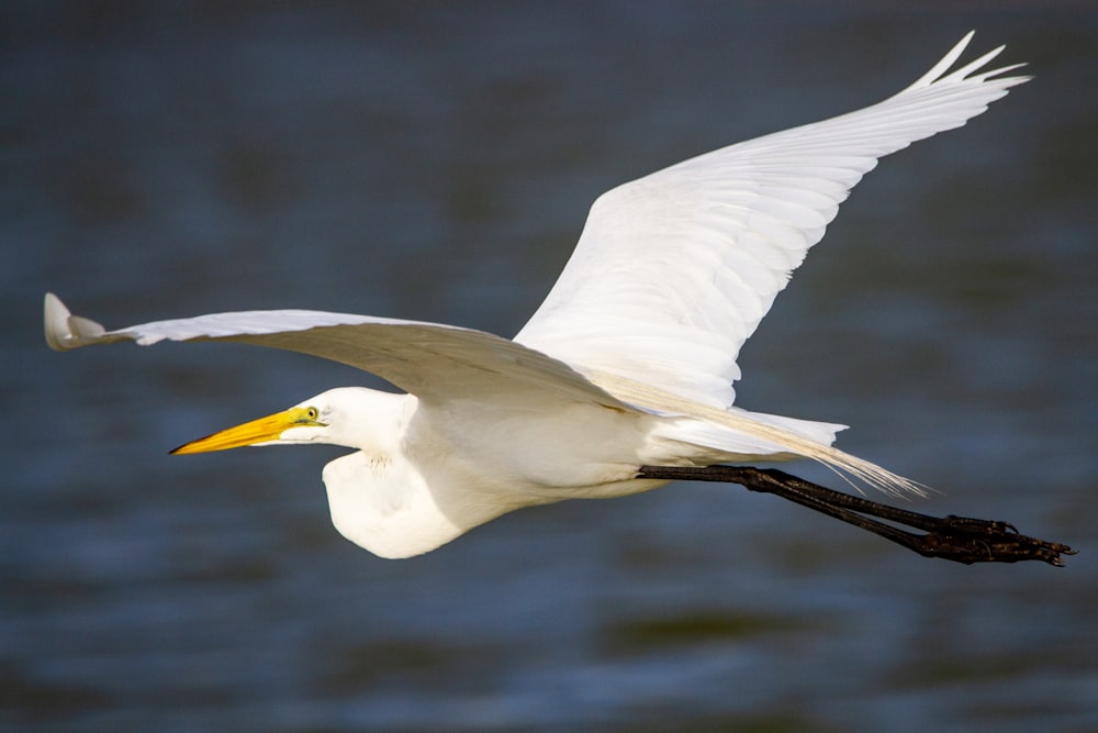 a white bird flying over a body of water