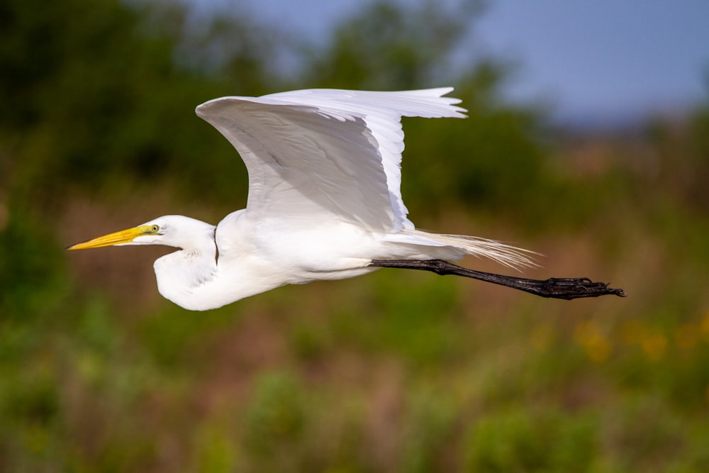 a white bird flying over a lush green field