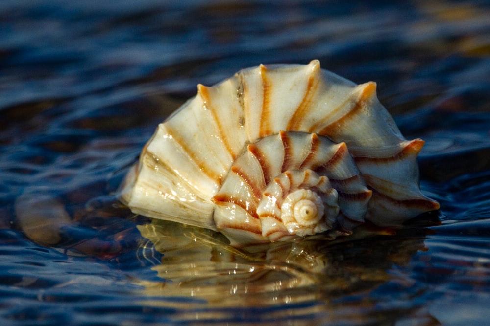 a close up of a sea shell in the water