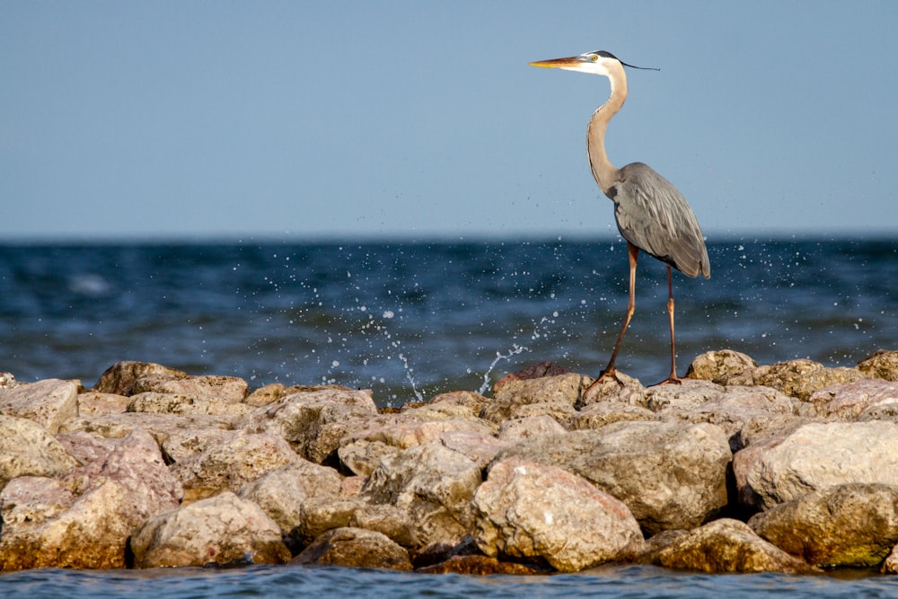 a bird is standing on some rocks by the water