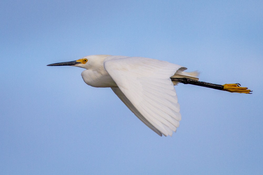 Ein weißer Vogel fliegt durch einen blauen Himmel