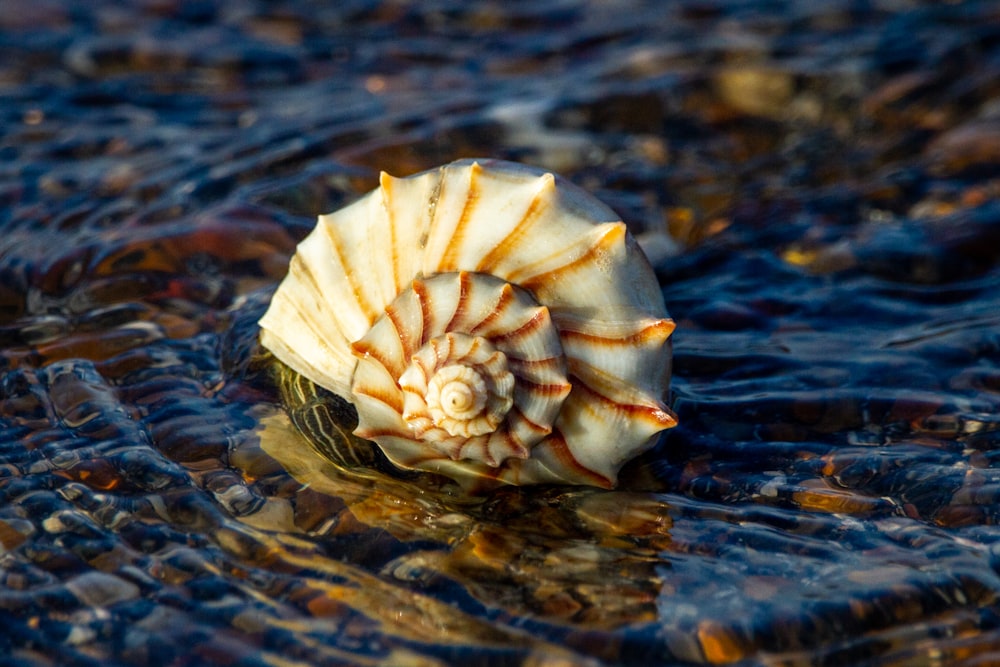a sea shell sitting on top of a body of water