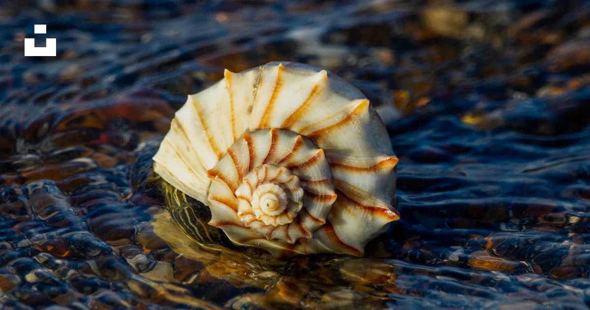 Shell On Water A sea shell sitting on top of a body of water photo – Free Portland ...