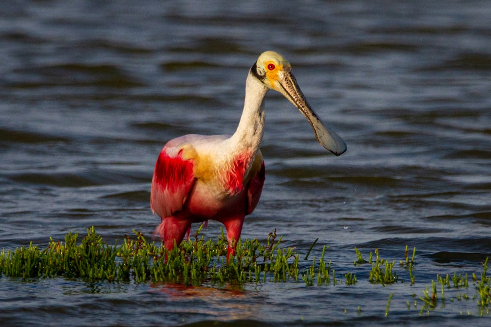 Ein Vogel mit langem Hals steht im Wasser