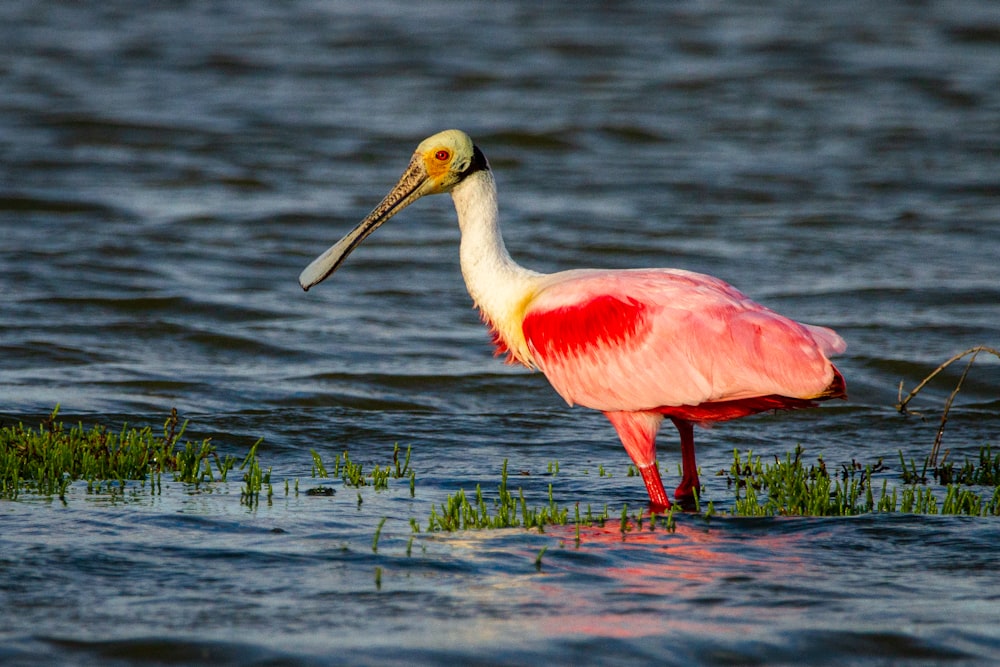 a pink and white bird standing in the water