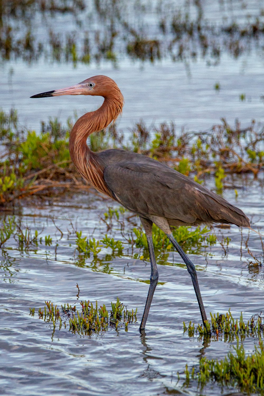 a brown and orange bird standing in a body of water