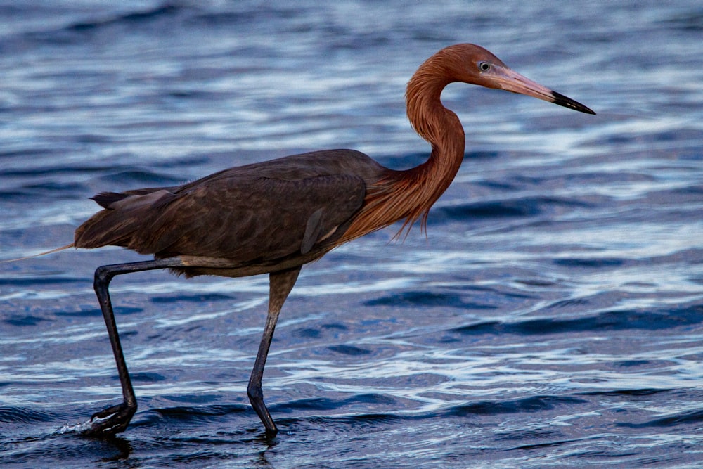 a bird with a long neck standing in the water