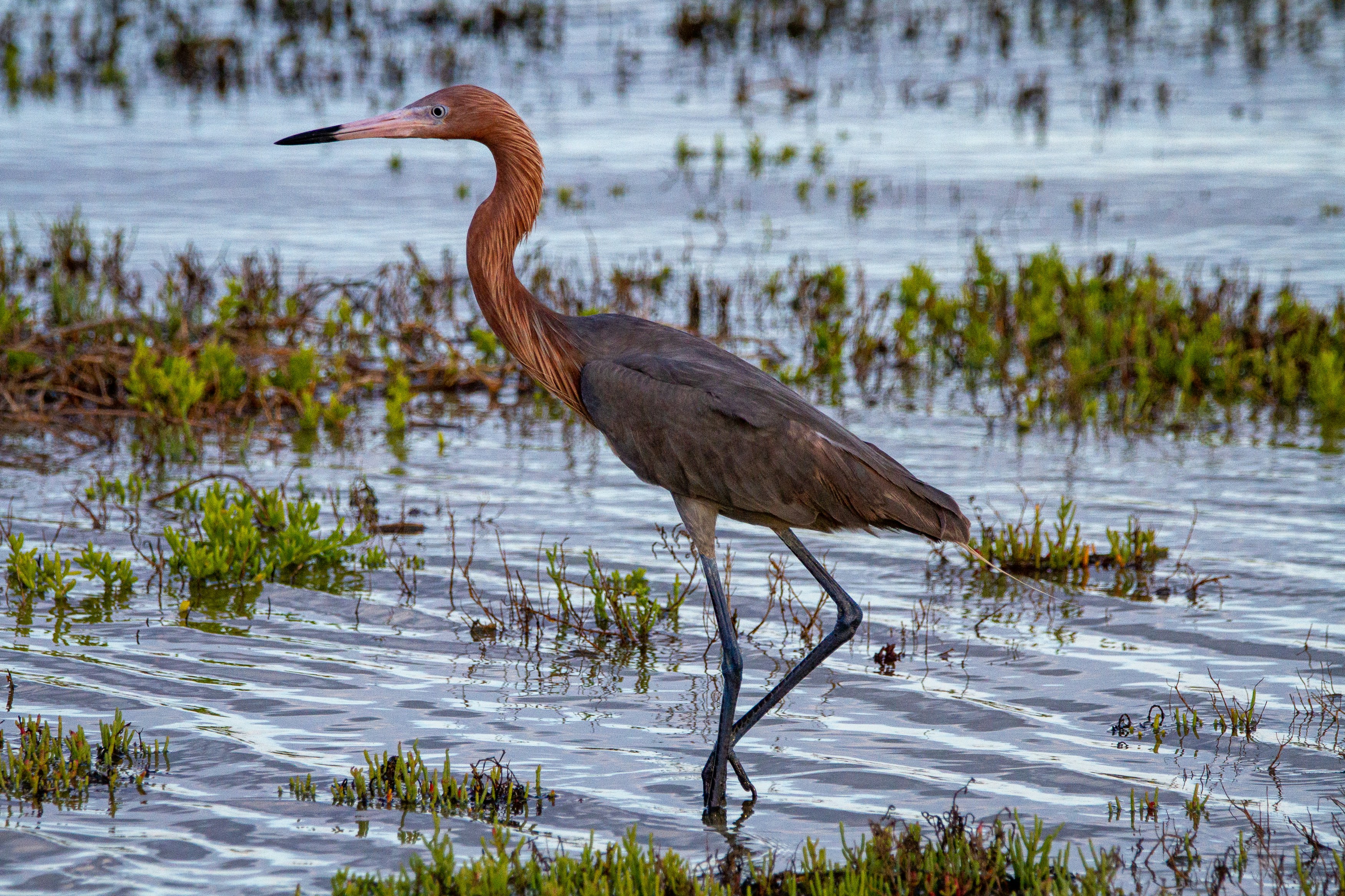 A reddish egret wades in the shallow water looking for food.
