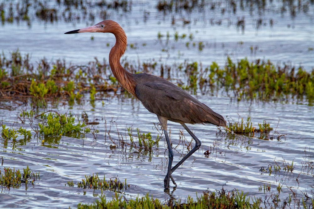 a long legged bird walking in shallow water
