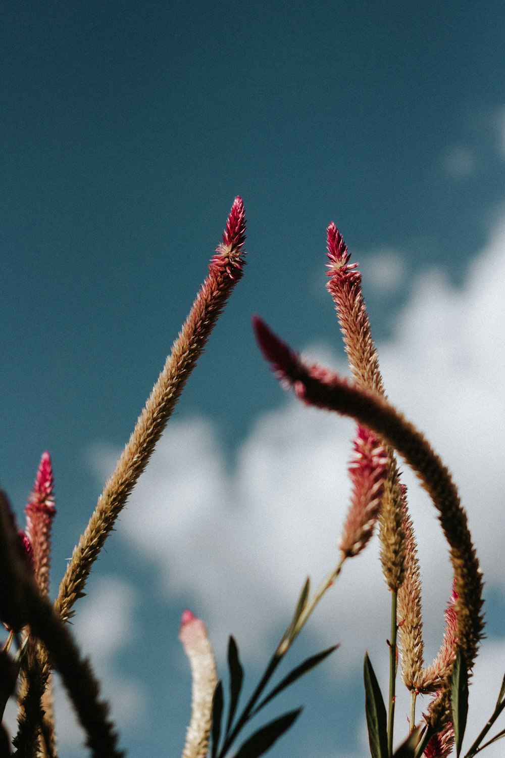 Un primer plano de una planta con un cielo en el fondo