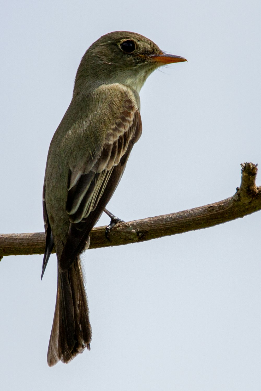 a small bird perched on a tree branch