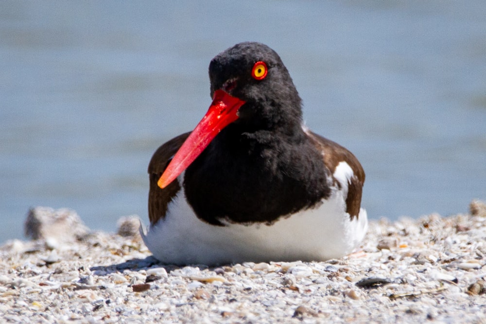 a black and white bird with a red beak