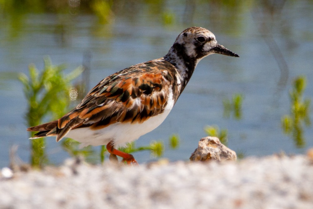 a bird standing next to a body of water