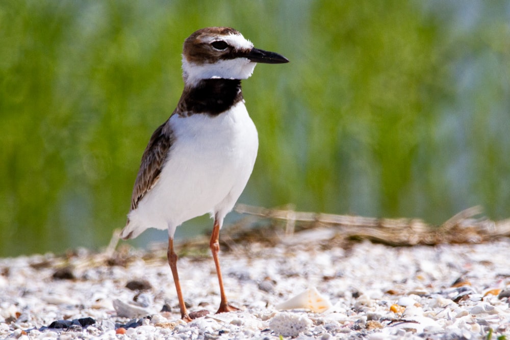 Un pequeño pájaro parado en la cima de una playa de arena