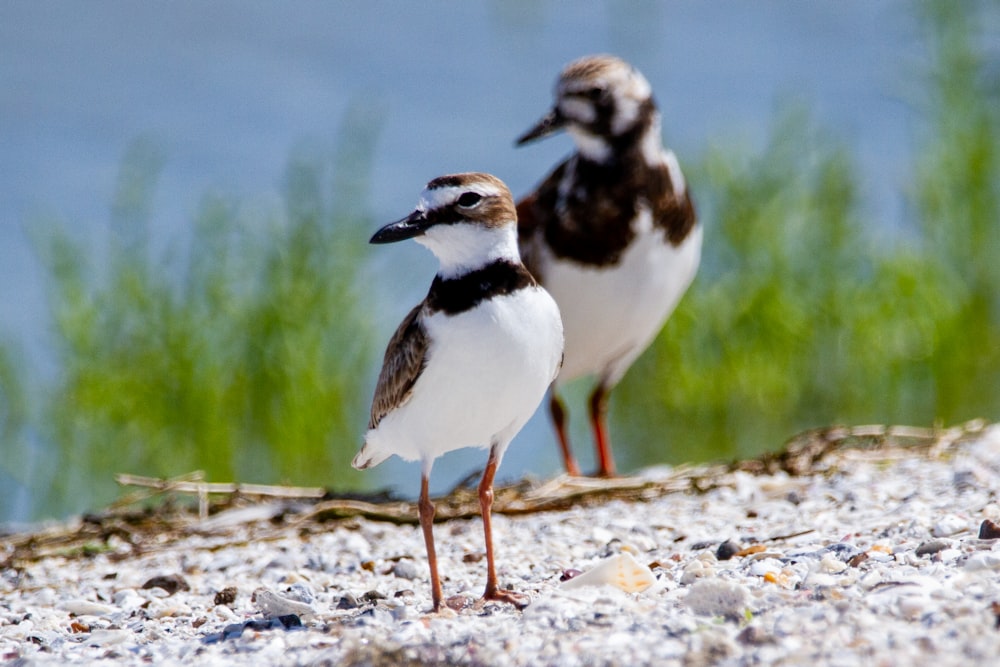 a couple of birds standing on top of a sandy beach