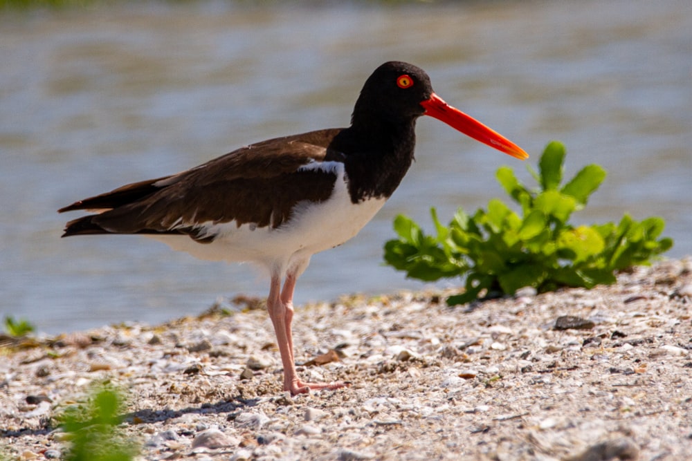 a black and white bird with a long orange beak