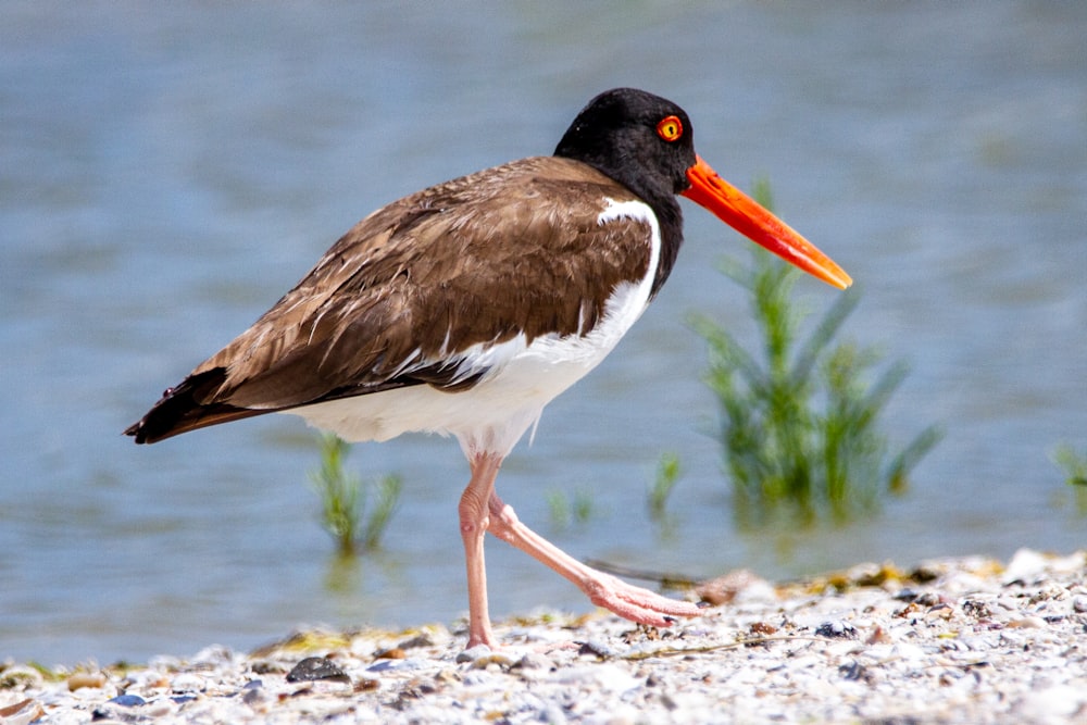 a brown and white bird with a long orange beak