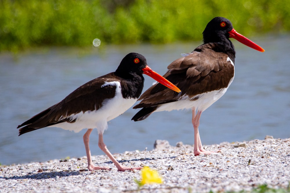 a couple of birds standing on top of a sandy beach